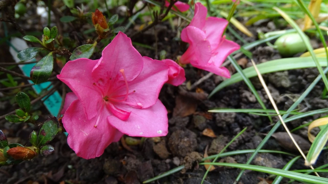 'Anouk'